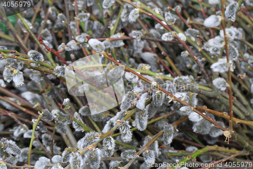 Image of Willow twigs texture