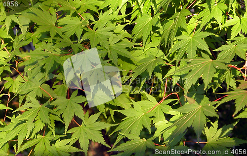 Image of Maple Leaves Texture