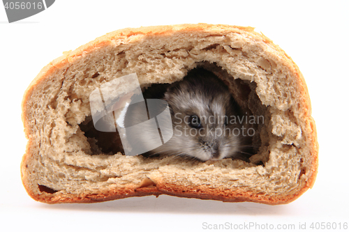 Image of dzungarian hamster in the bread