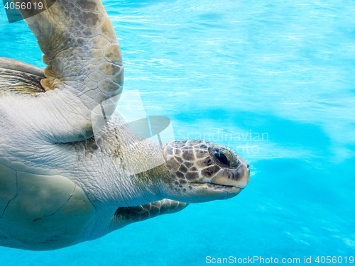 Image of Green sea turtle