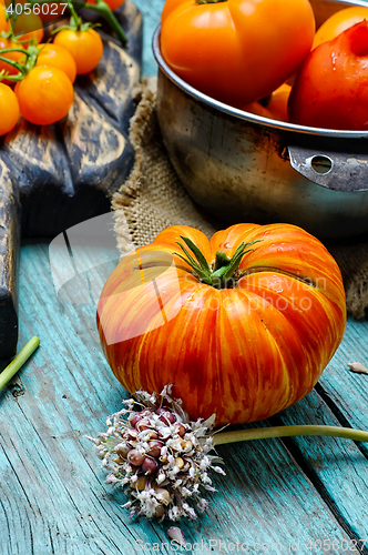 Image of harvest of summer tomatoes