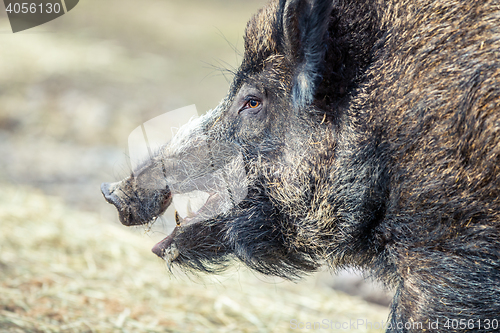 Image of Wild boar