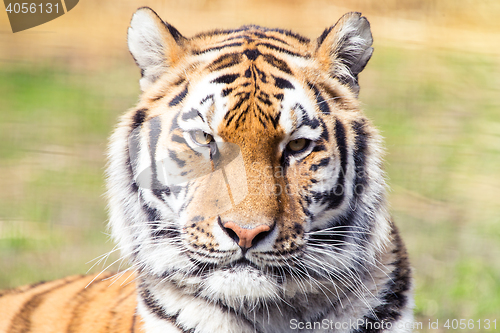 Image of Siberian tiger