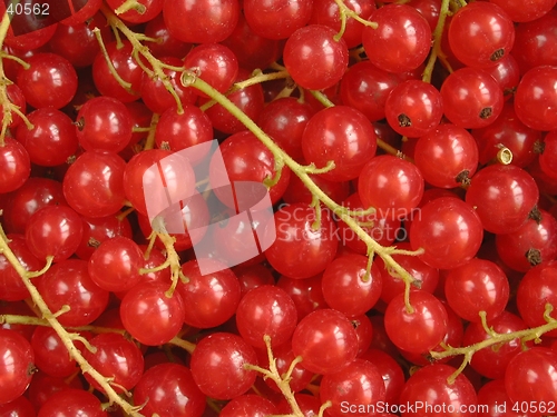 Image of Red Currants