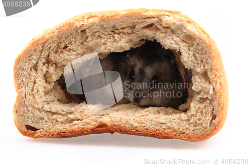 Image of dzungarian hamster in the bread