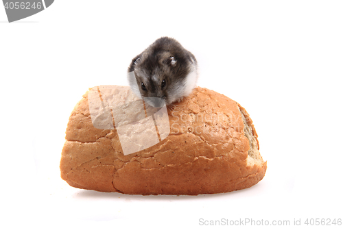 Image of dzungarian hamster nad the bread