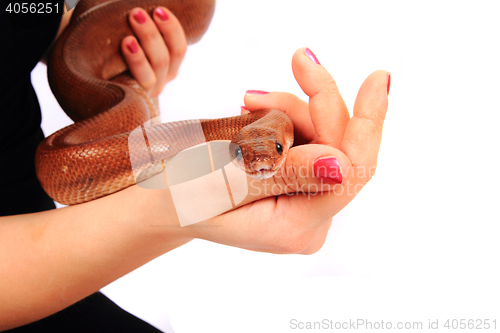 Image of rainbow boa snake and human hands