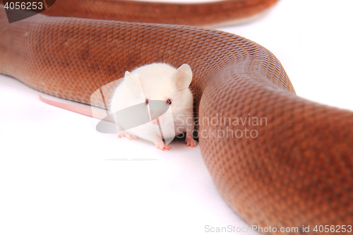 Image of rainbow boa snake and his friend mouse