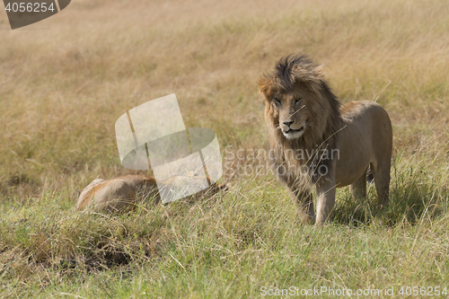 Image of East African Lions (Panthera leo nubica)