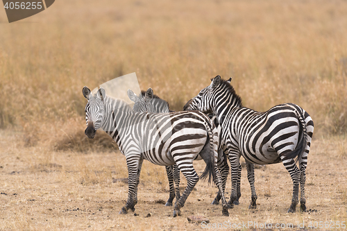 Image of herd of zebras 