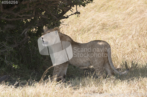 Image of Juvenile lion 