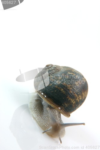 Image of crawling snail