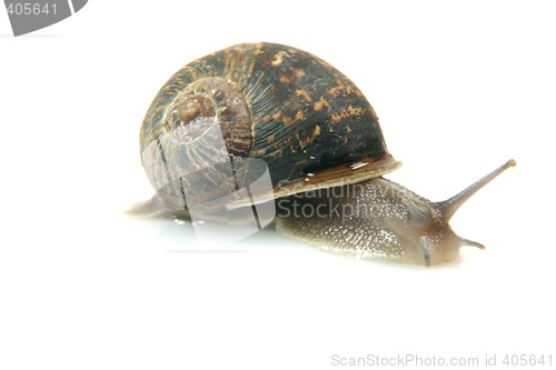 Image of isolated snail