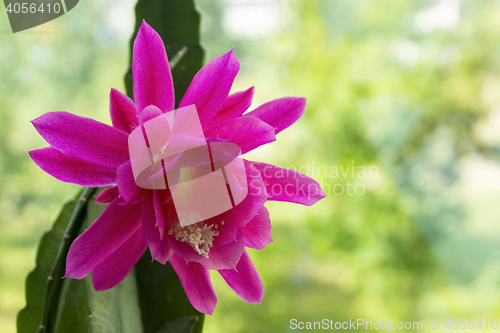 Image of Beautiful cactus flower