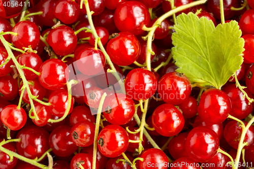 Image of Ripe red currant harvest background