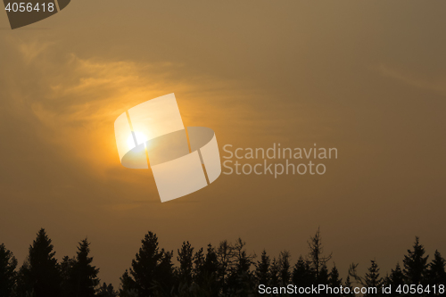 Image of Sunset over spruce forest