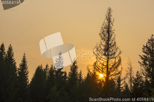 Image of Sunset and silhouettes of fir-trees