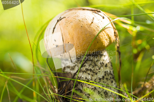 Image of Orange-cap boletus in morning forest