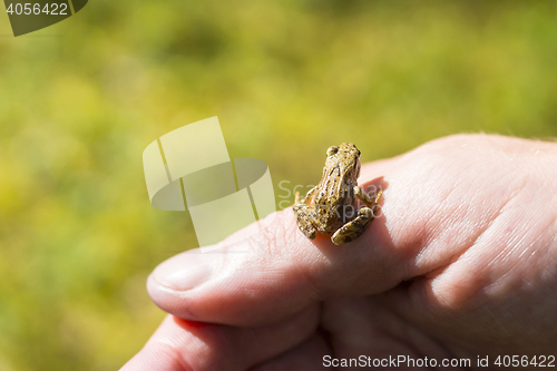 Image of Small frogling on finger