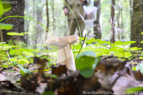 Image of Mushroomer and beautiful porcini