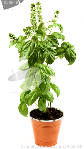 Image of Blooming Green Basil