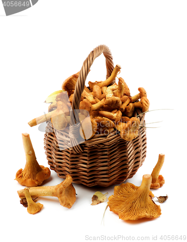 Image of Raw Chanterelles Mushrooms