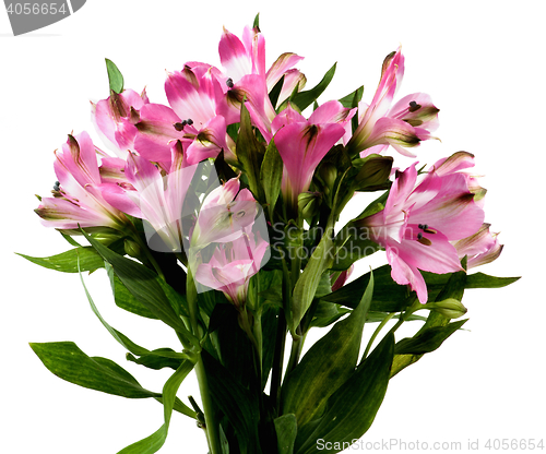 Image of Beautiful Pink Alstroemeria