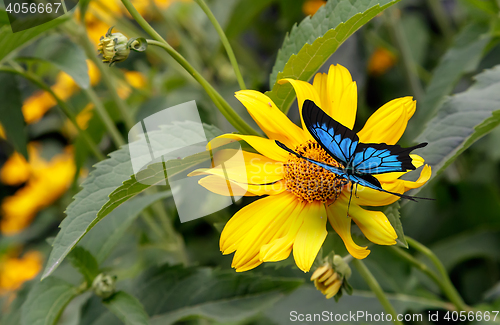 Image of Beautiful butterfly sitting on a yellow flower rudbeckia.