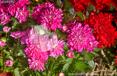 Image of Beautiful flowers of pink and red chrysanthemums.