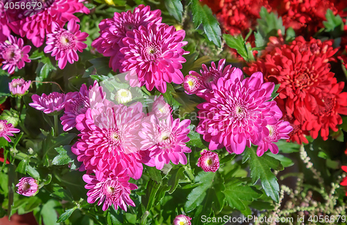 Image of Beautiful flowers of pink and red chrysanthemums.