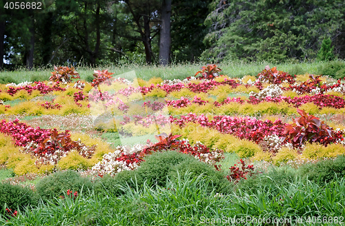 Image of Meadow in the arboretum, decorated with beautiful flowers.