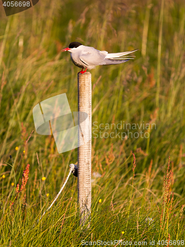 Image of Arctic tern resting, warm evening sunlight