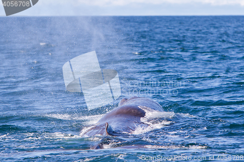 Image of Blowout of a large Sperm Whale near Iceland