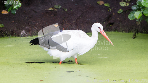 Image of Stork walking in a pond filled with duckweed