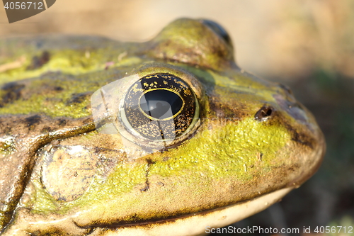 Image of macro portrait of marsh frog
