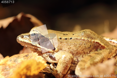 Image of closeup of agile frog