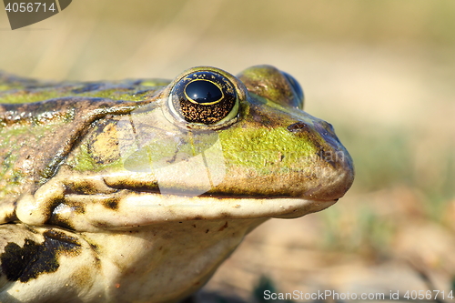 Image of macro portrait of common marsh frog