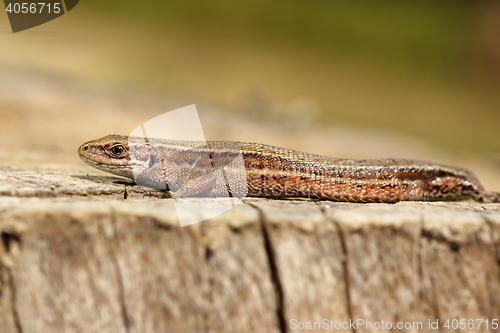 Image of viviparous lizard closeup