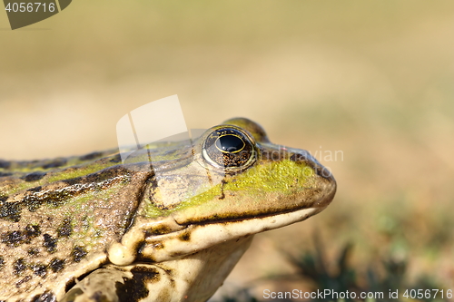 Image of portrait of marsh frog