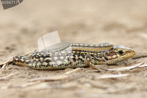 Image of juvenile balkan wall lizard