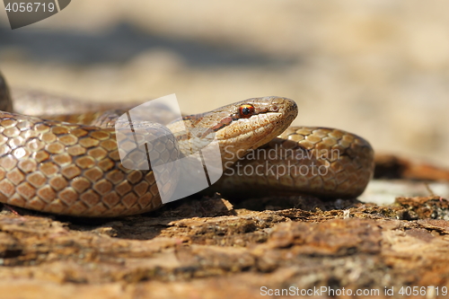 Image of portrait of Coronella austriaca