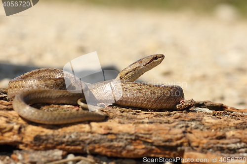 Image of smooth snake basking on tree bark