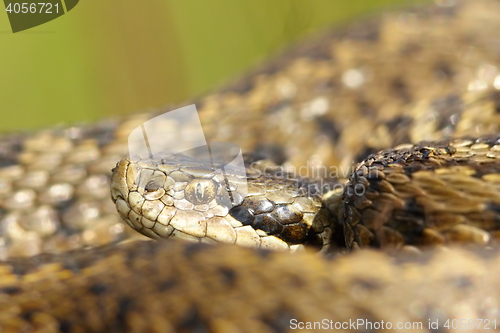 Image of portrait of rarest european snake