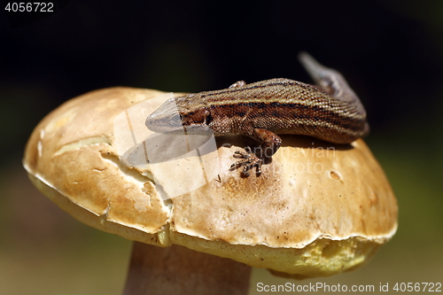 Image of viviparous lizard basking on mushroom