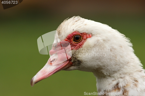 Image of portrait of muscovy duck