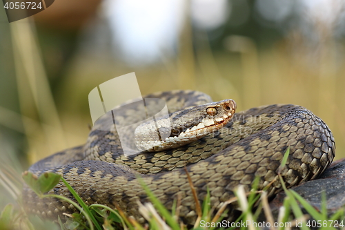 Image of european viper on mountain meadow