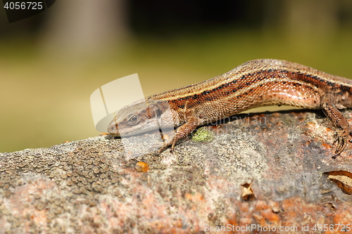 Image of closeup of viviparous lizard