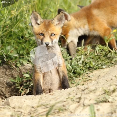 Image of red fox cub looking at camera