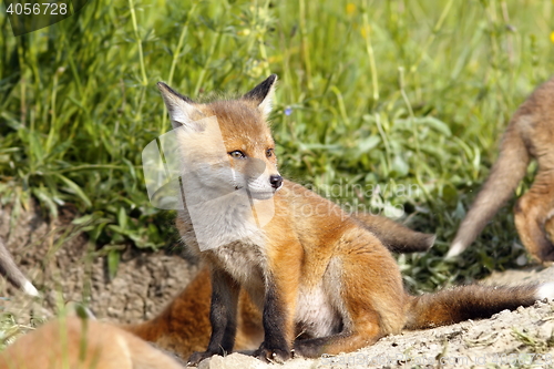 Image of european fox cubs near the den