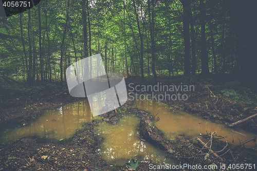 Image of Muddy puddle in a dark forest